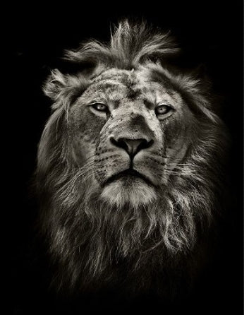 The King - Acrylic Wall Art
