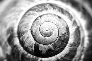 Macro Shell - Acrylic Wall Art - Art Boutike