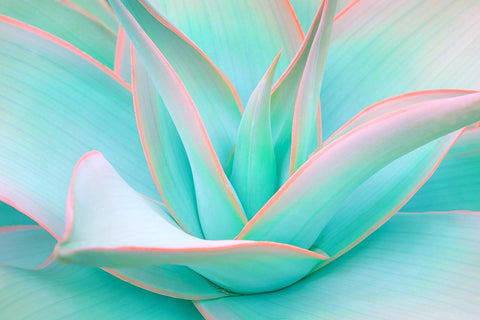 Aloe - Acrylic Wall Art - Art Boutike