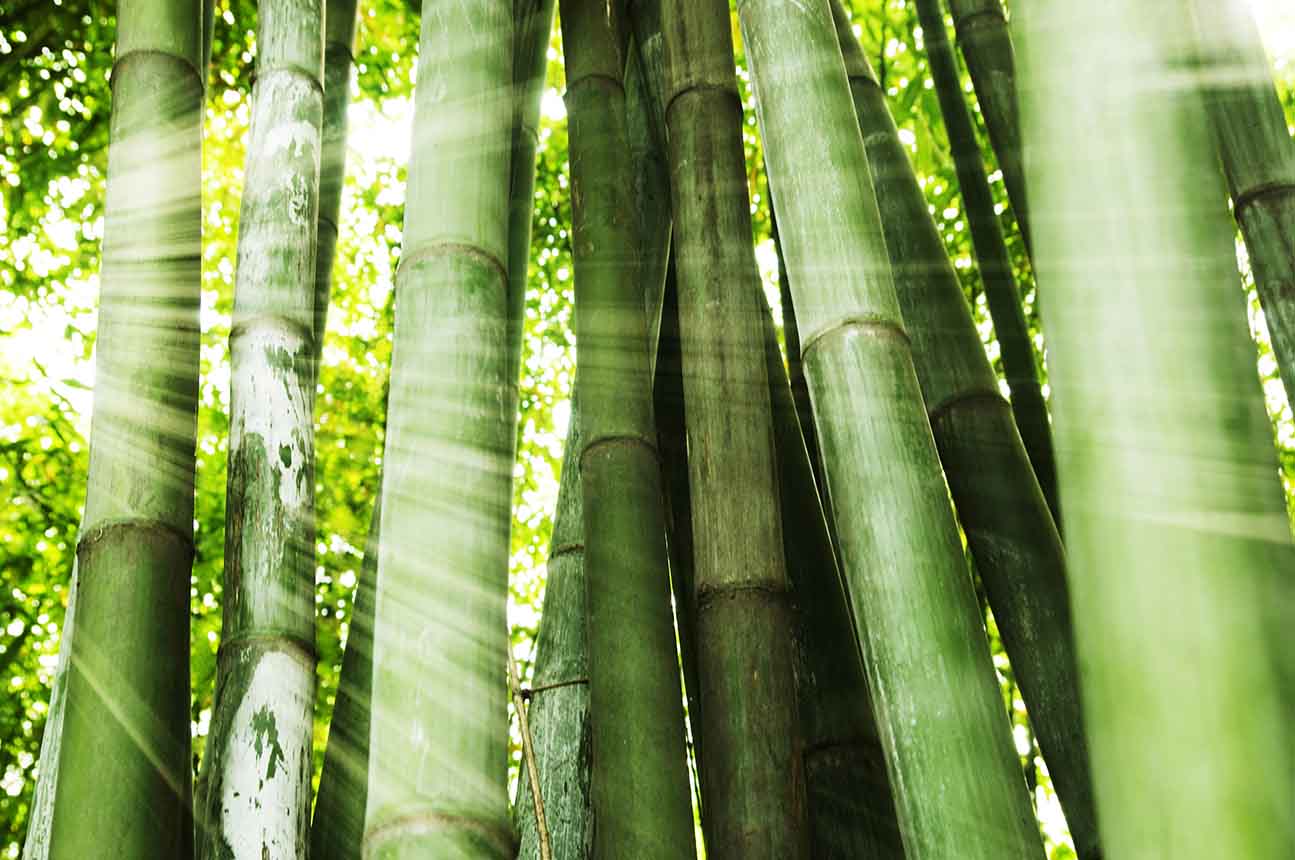Bamboo - Acrylic Wall Art - Art Boutike