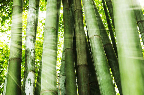 Bamboo - Acrylic Wall Art - Art Boutike
